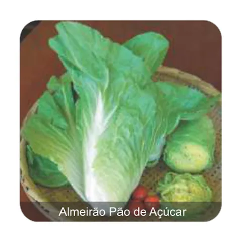 Almeirão Pão de Açúcar Almeirão Pão de Açúcar