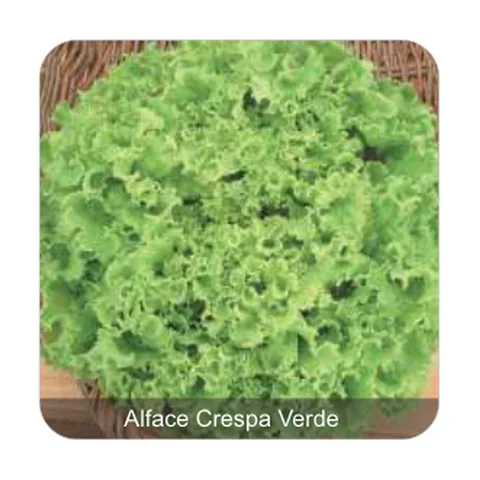 Alface Mônica Alface Crespa Verde