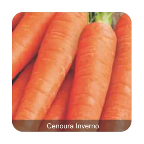 Cenoura de Flakker Cenoura Inverno