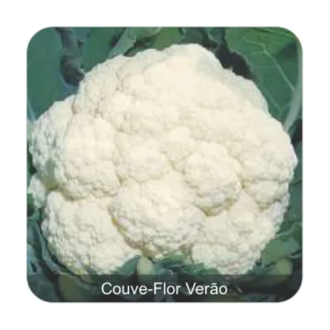 Couve-Flor Piracicaba Couve-Flor Verão