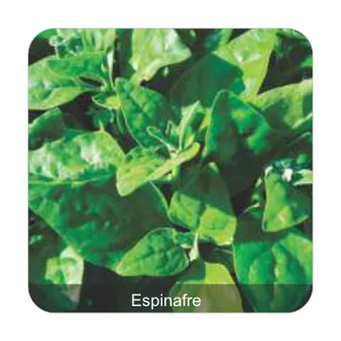 Espinafre Nova Zelândia Espinafre