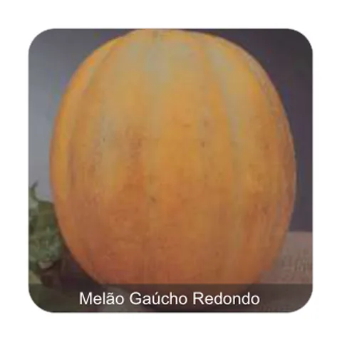 Melão Gaúcho Redondo Conesul Melão Gaúcho Redondo