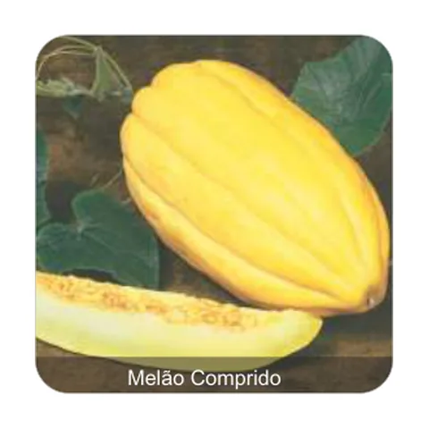 Melão Gaúcho Casca de Carvalho Melão Comprido