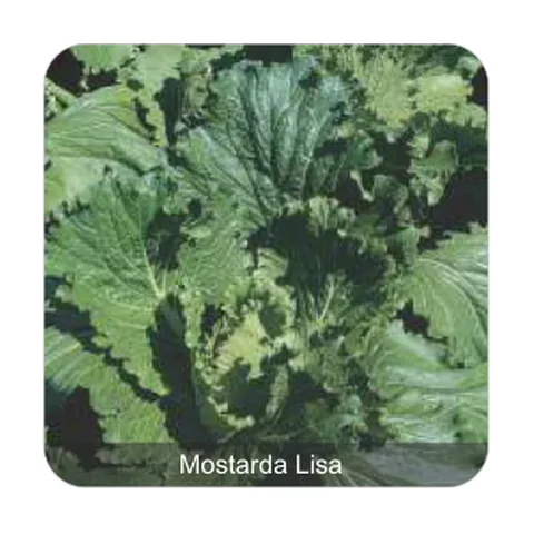 Mostarda Lisa da Flórida Mostarda Lisa