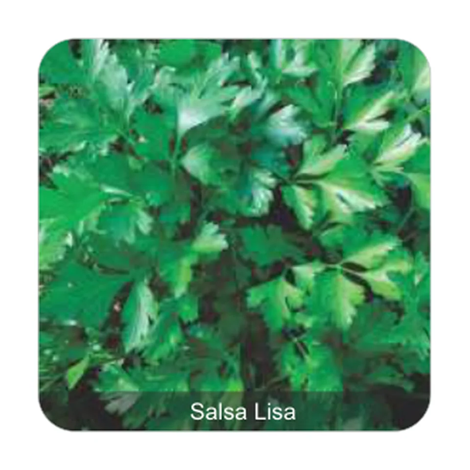 Salsa Lisa Salsa Lisa