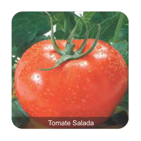 Tomate Gaúcho Tomate Salada