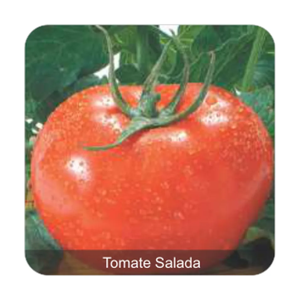 Tomate Gaúcho Tomate Salada