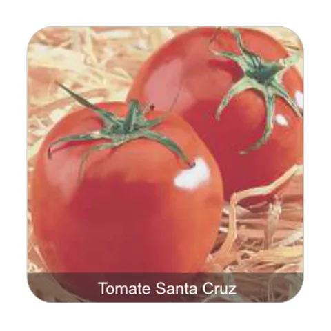 Tomate Santa Cruz Kada Tomate Santa Cruz