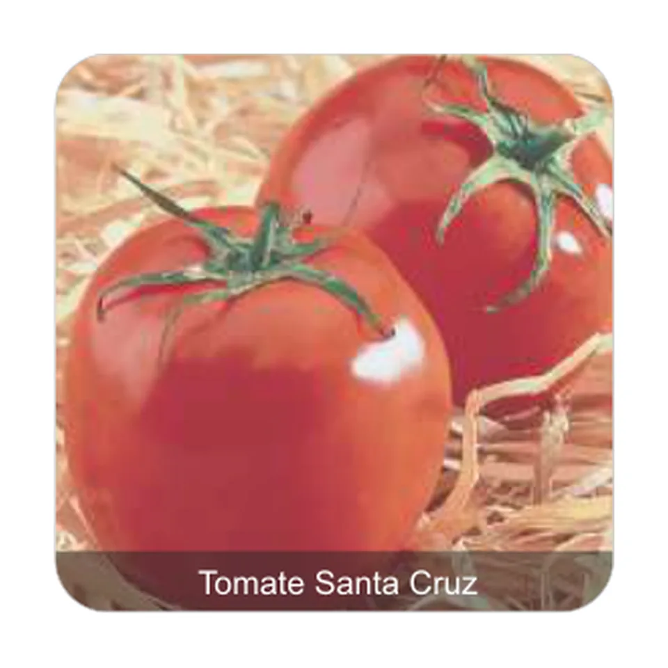 Tomate Santa Cruz Kada Tomate Santa Cruz