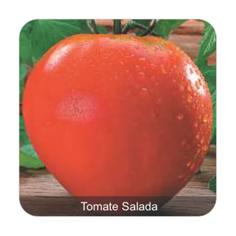 Tomate Coração de Boi Tomate Salada