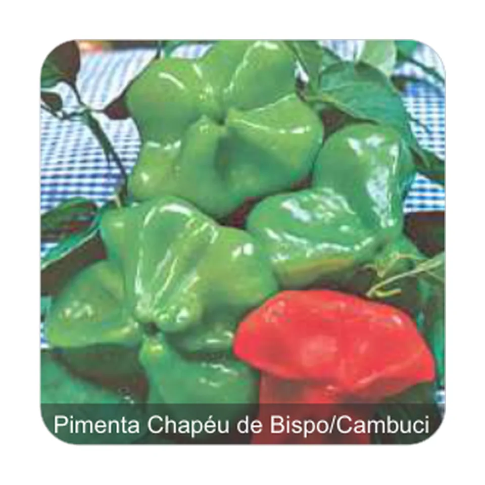 Pimenta Cambuci Pimenta Chapéu de Bispo/Cambuci Sem Picância