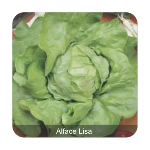 Alface Repolhuda Todo Ano Alface Lisa