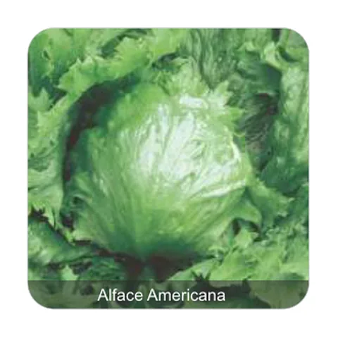 Alface Grandes Lagos Alface Americana