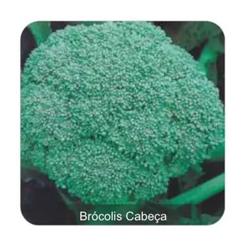 Brócolis Calabrês Brócolis Cabeça