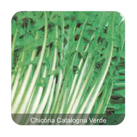 Chicória Catalogna Chicória Catalogna Verde