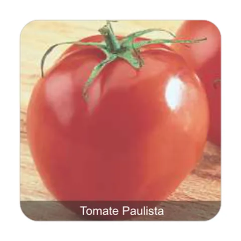 Tomate Santa Clara Tomate Paulista