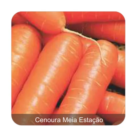 Cenoura Nantes Milena Cenoura Meia Estação