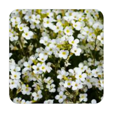 Alyssum Branco