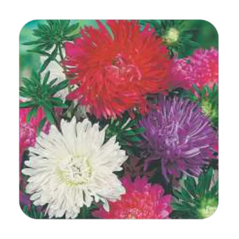 Aster da China Dobrada Sortida