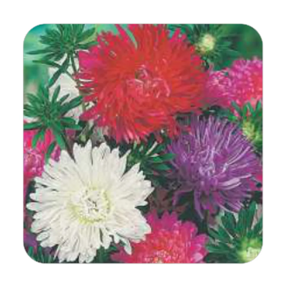 Aster da China Dobrada Sortida