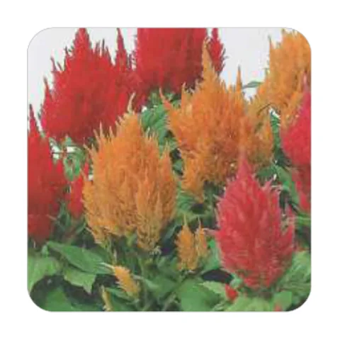Celósia Plumosa Sortida