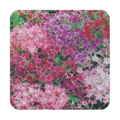Phlox Twinkles Estrelado Sortido