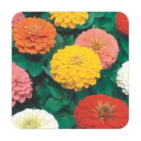 Zinnia Dobrada Dahliaflora Sortida