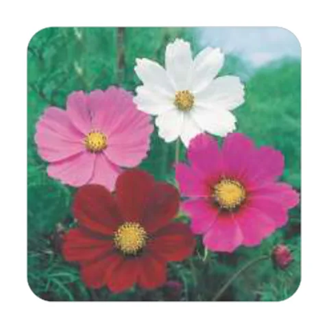 Cosmos-de-Jardim Sensation Sortida Alta
