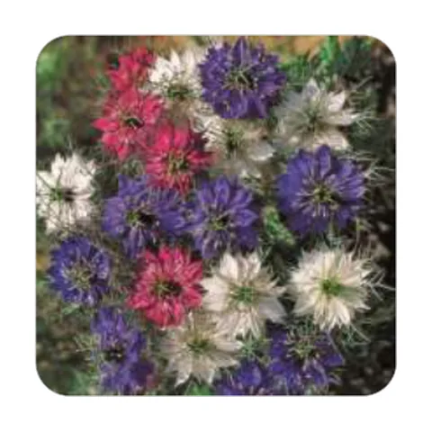 Nigela Damascena Sortida