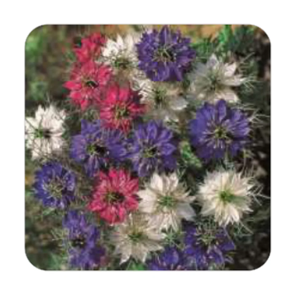 Nigela Damascena Sortida