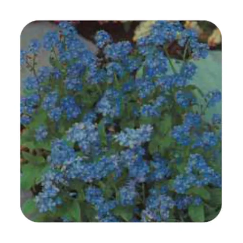 Miosótis Alpestris Azul