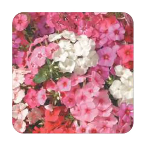 Phlox Drumondi Grandiflora Sortida