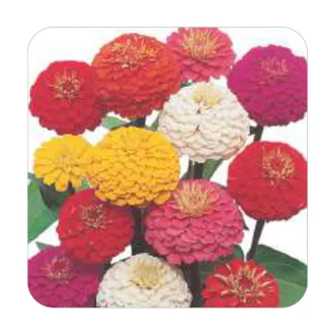 Zinnia Lilliput Pom-Pom Dobrada Sortida