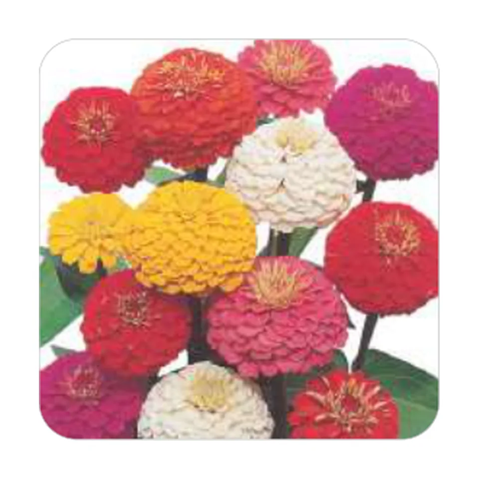 Zinnia Lilliput Pom-Pom Dobrada Sortida