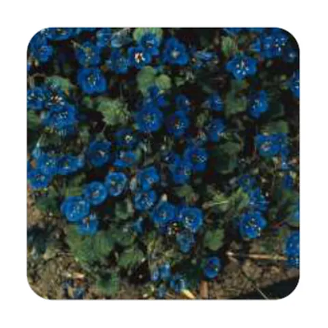 Facélia Azul