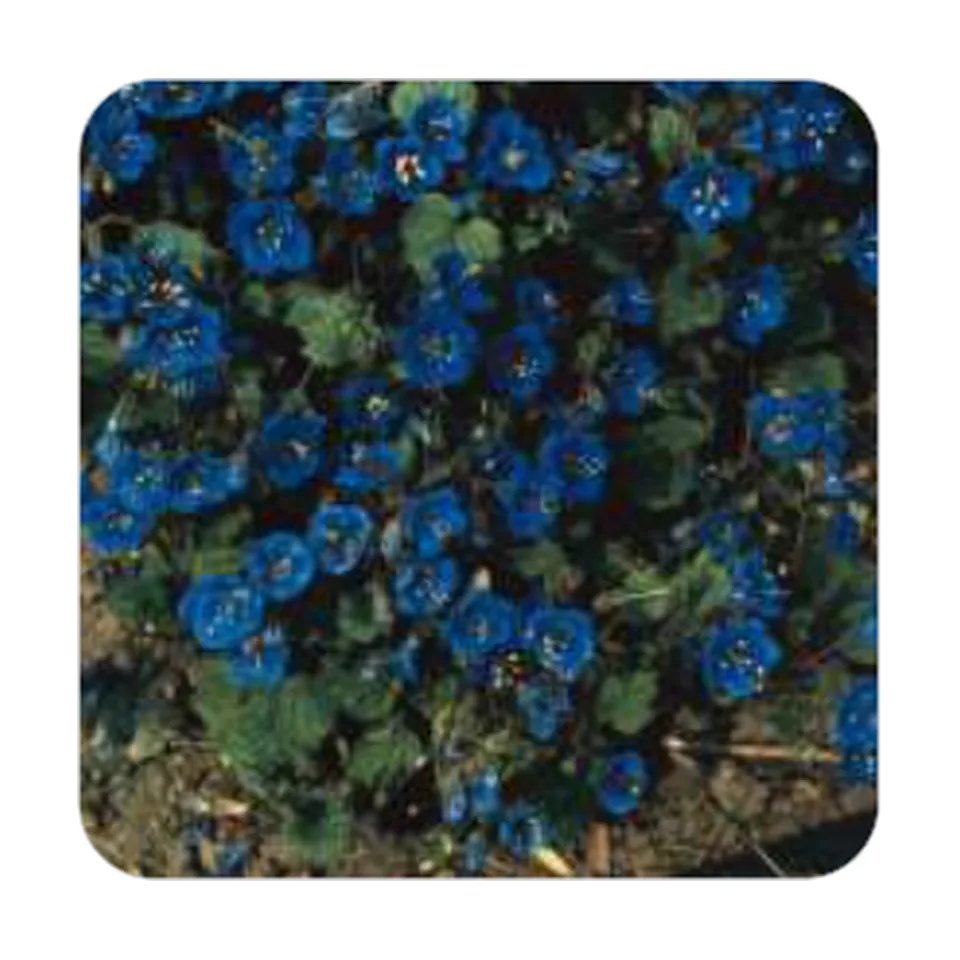 Facélia Azul