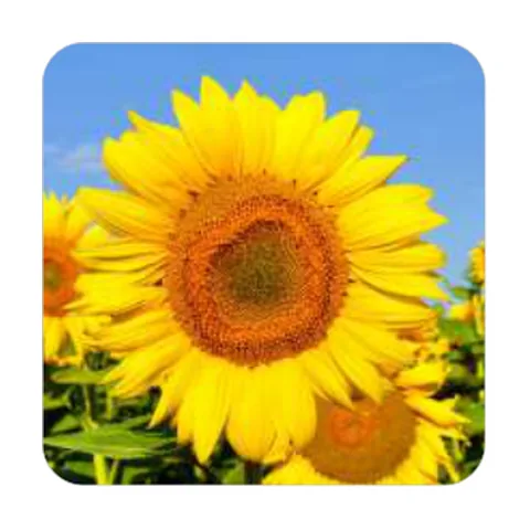 Girassol Sunbright