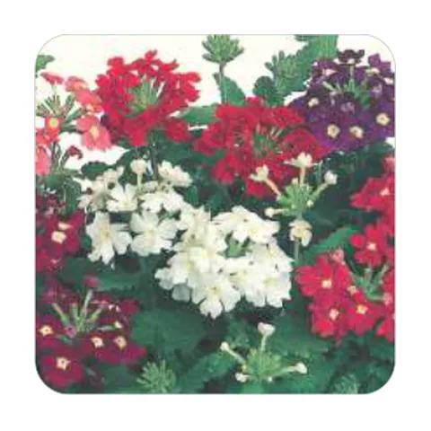 Verbena Nana Compacta Sortida