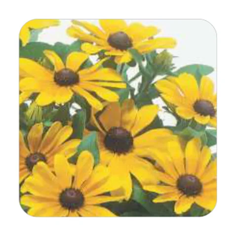 Margarida Amarela Rudbeckia
