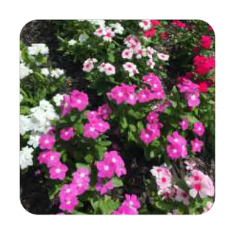 Vinca Rosea Sortida
