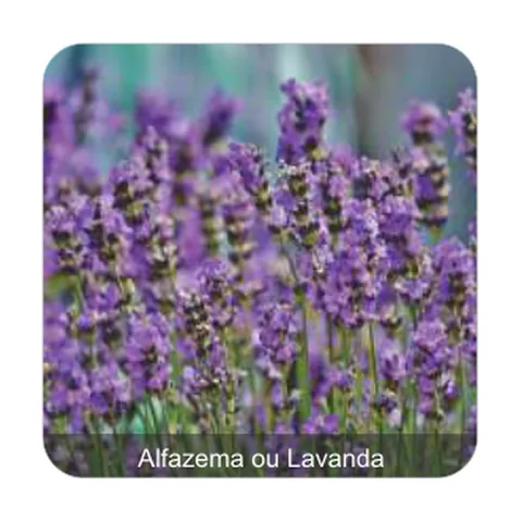 Alfazema ou Lavanda Alfazema ou Lavanda