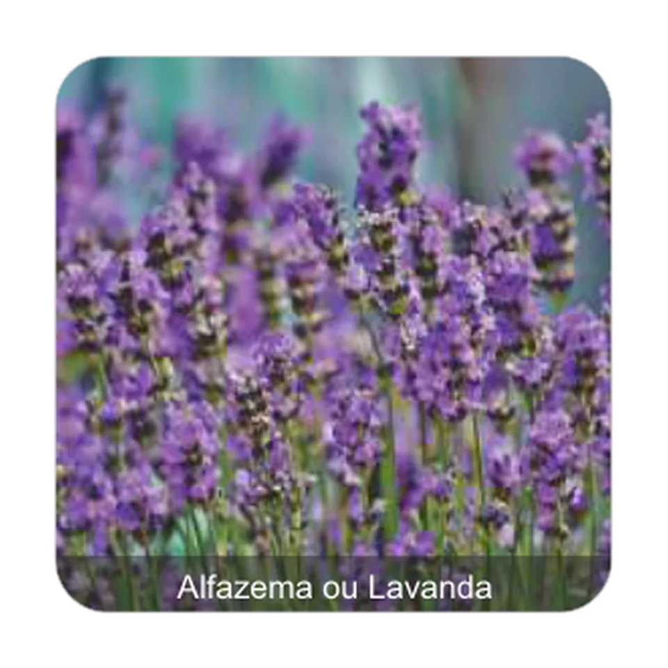Alfazema ou Lavanda Alfazema ou Lavanda