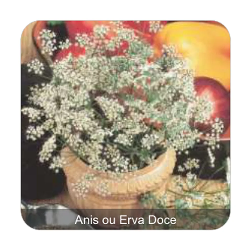 Anis ou Erva Doce