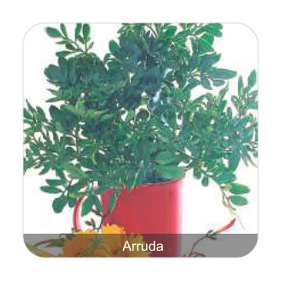Arruda