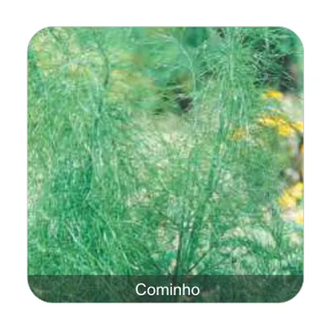 Cominho Verdadeiro Cominho
