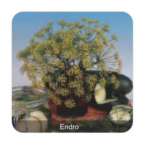 Endro Dill ou Aneto Endro