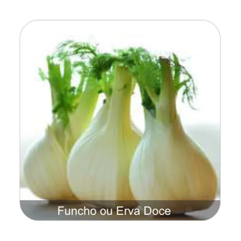 Funcho ou Erva Doce Funcho ou Erva Doce