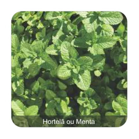 Hortelã ou Menta Hortelã ou Menta