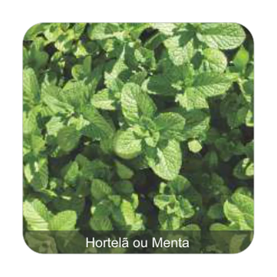 Hortelã ou Menta Hortelã ou Menta