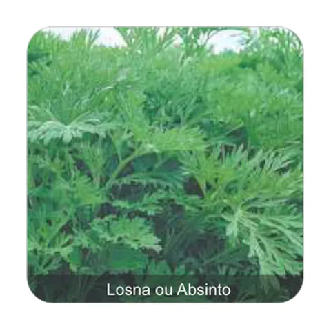 Losna ou Absinto Losna ou Absinto